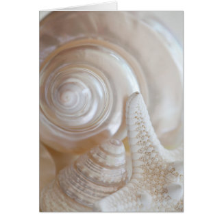 Cartão Prateleiras Tropicais de Praias-do-mar brancas