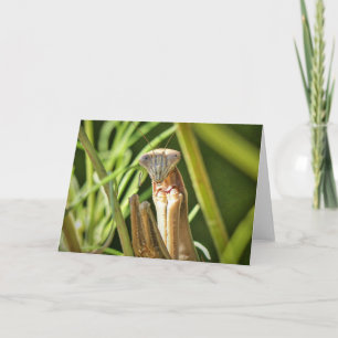 Cartão Praying Mantis