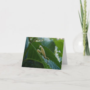 Cartão Praying Mantis Card