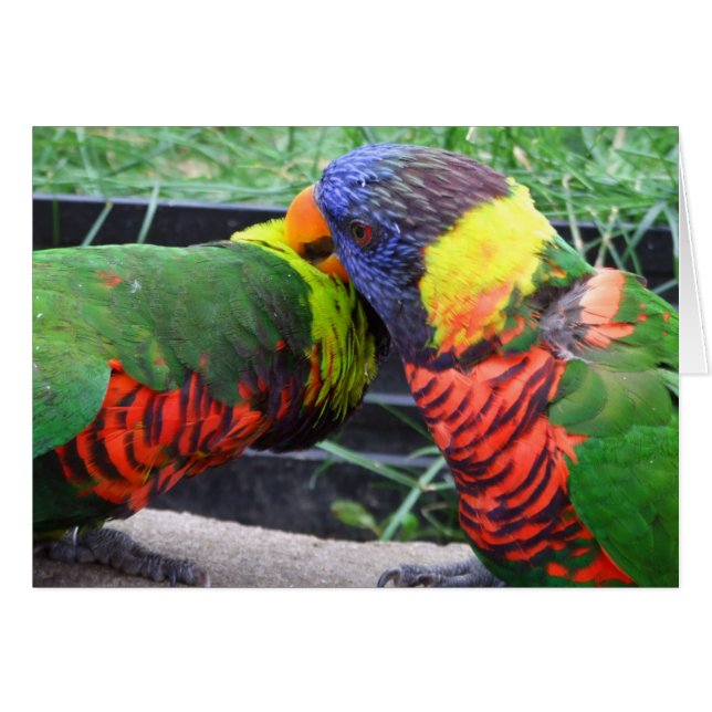 Cartão Preening de Lorikeets do arco-íris (Frente Horizontal)