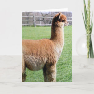 CARTÃO PREFERENCIALMENTES COMPARTILHAM MEU ANIVERSÁRIO C