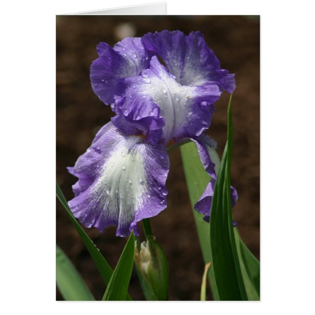 Cartão Prêmio Iris (Frente)
