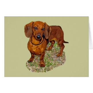 Cartão Presente da miniatura do Dachshund