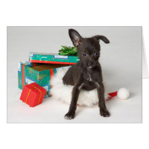 Cartão Presente de Natal Canino