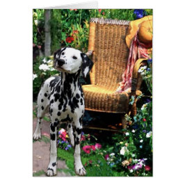 Cartão Presentes de Arte Dalmáticos