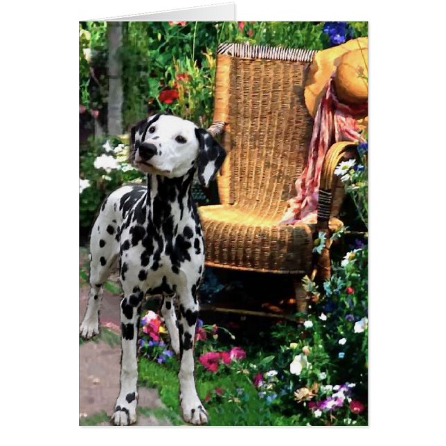 Cartão Presentes de Arte Dalmáticos (Frente)