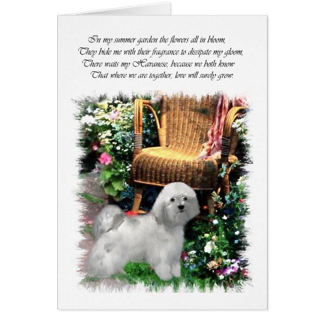 Cartão Presentes de Arte do Havanês (Frente)