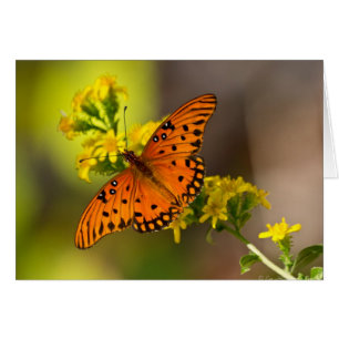 Cartão Presentes e Roupa da borboleta do Golfo Fritillary