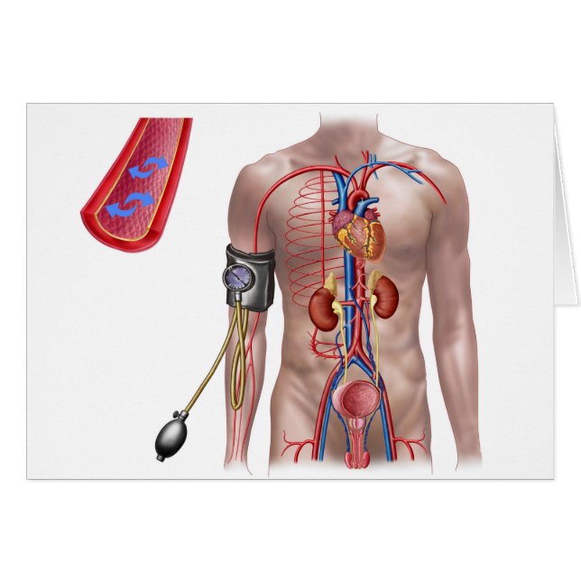 Cartão Pressão Arterial E Sistema Circulatório (Frente Horizontal)