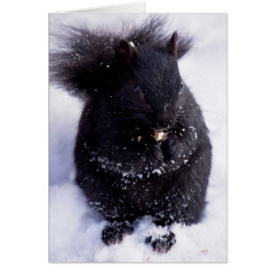 Cartão Preto e branco