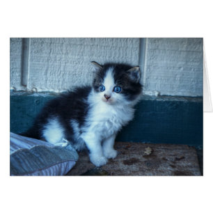 Cartão Preto + Gatinho Branco