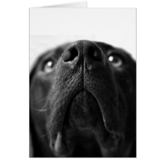 Cartão Preto Labrador nariz perto