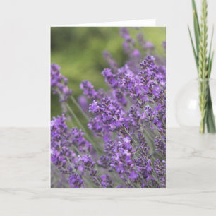 Cartão Pretty Lavender Fields Greeting Cards