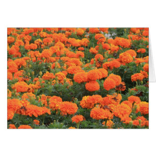 Cartão Pretty Orange Marigolds Floral Photo