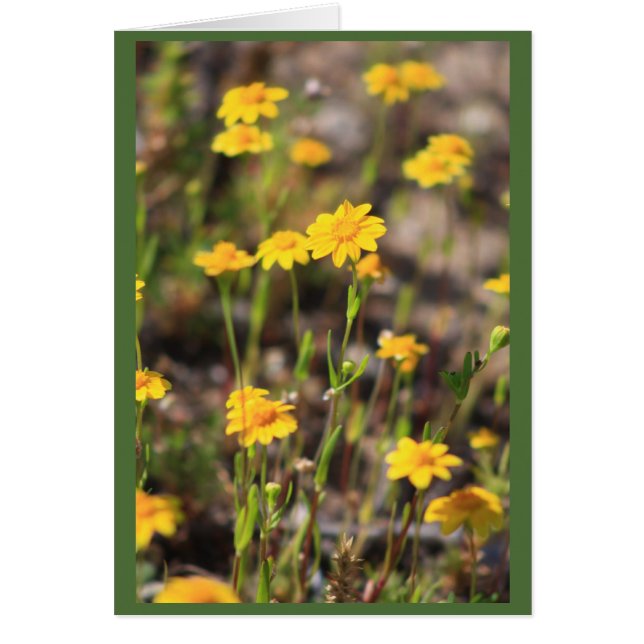 Cartão Primavera (Frente)