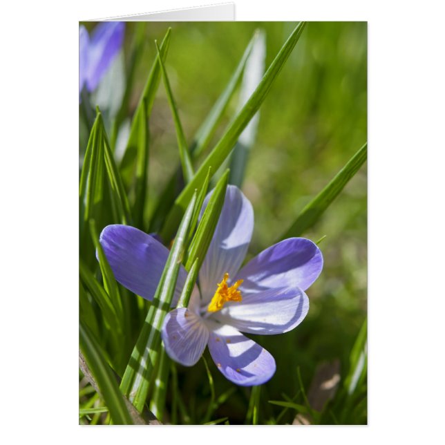 Cartão Primavera (Frente)