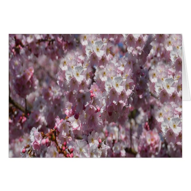 Cartão Primavera a rosa (Frente Horizontal)