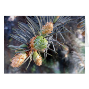 Cartão primavera abeto