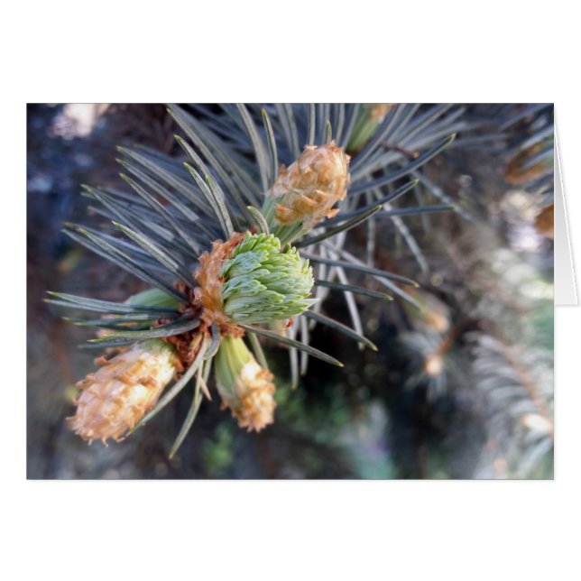 Cartão primavera abeto (Frente Horizontal)