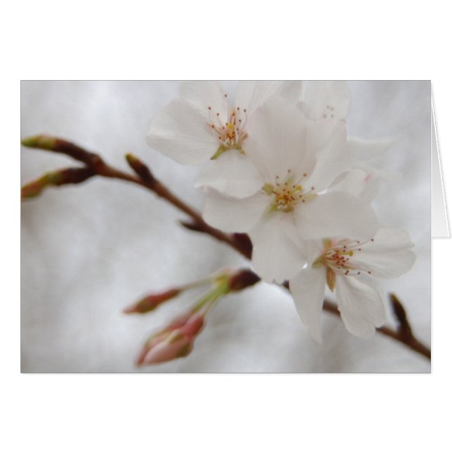 Cartão Primavera Blossom (Frente horizontal)
