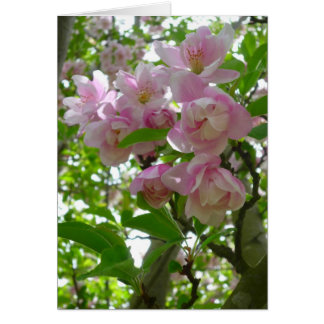 Cartão Primavera Blossomo