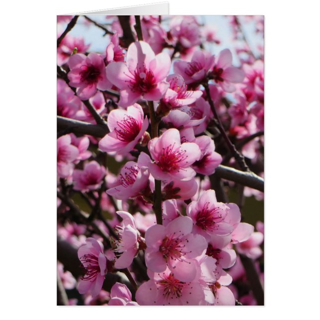 Cartão Primavera Blossomo (Frente)