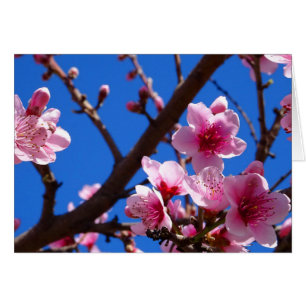Cartão Primavera Blossomo
