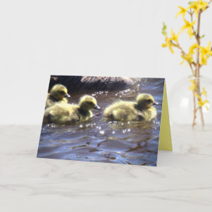 Cartão Primavera Bonito Goslings Bebê Gansos Nadando