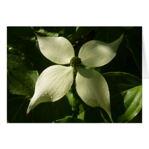 Cartão Primavera branco da flor Sunlit do Dogwood floral