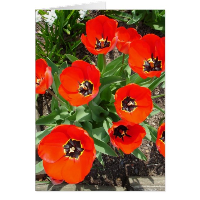 Cartão Primavera Bulbs (Frente)