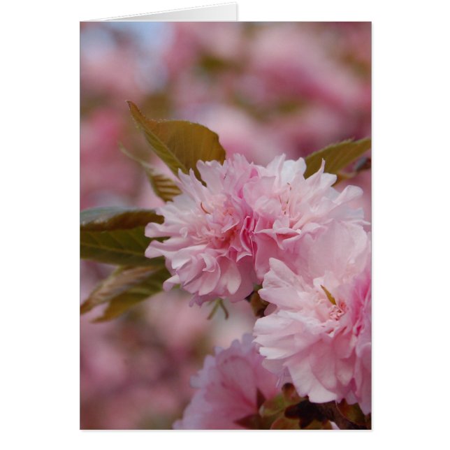 Cartão Primavera Cherry Blossom (Frente)