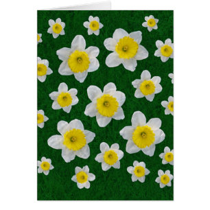Cartão Primavera Daffodils