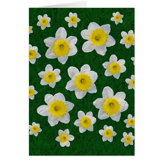 Cartão Primavera Daffodils (Frente)