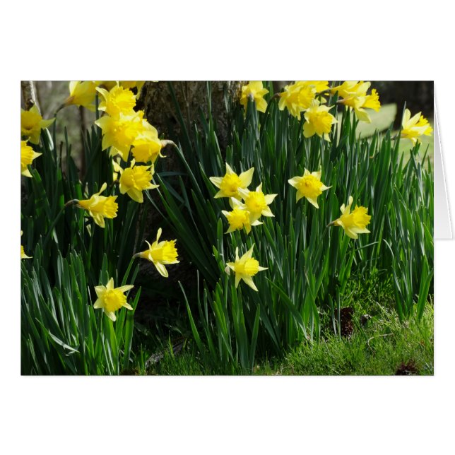 Cartão Primavera Daffodils (Frente Horizontal)