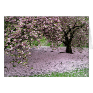 Cartão Primavera das flores das árvores de cereja no