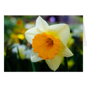 Cartão Primavera de Beleza