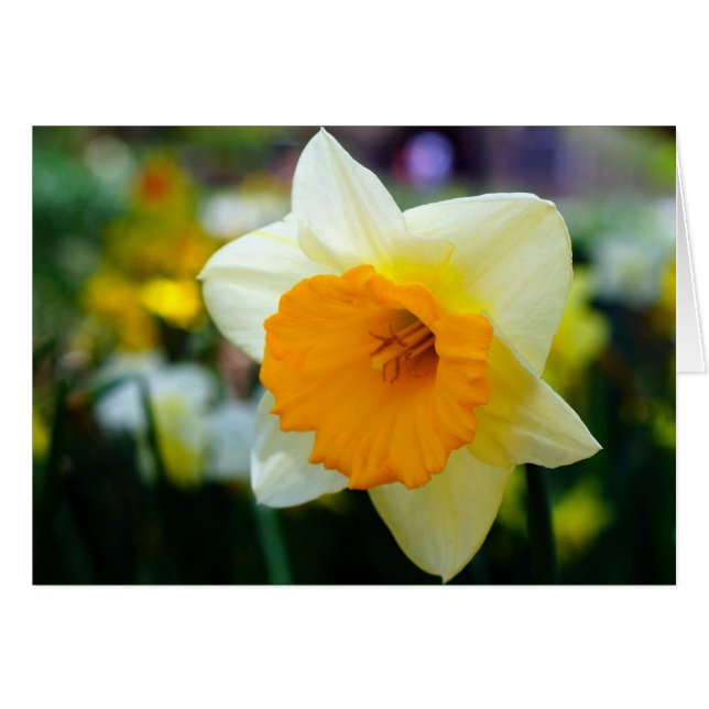 Cartão Primavera de Beleza (Frente Horizontal)