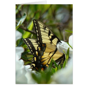 Cartão Primavera de borboleta