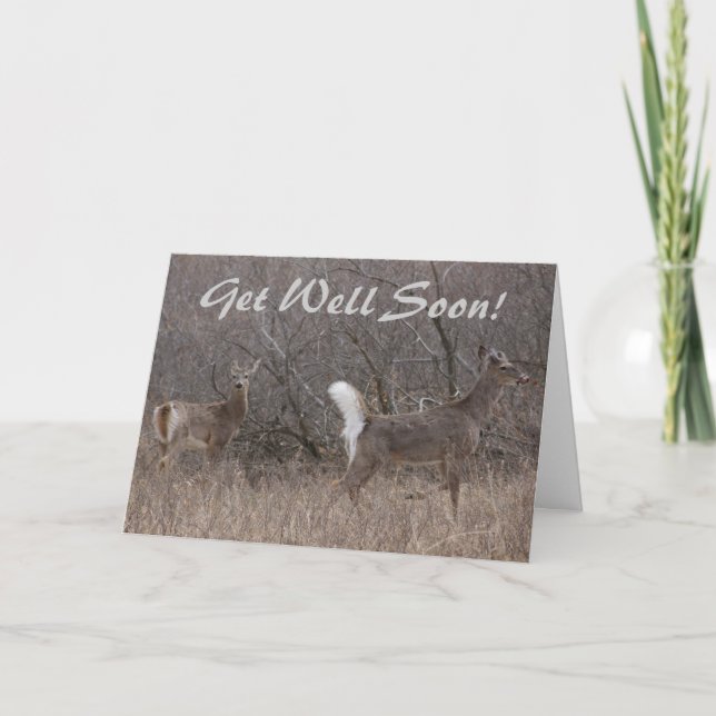 Cartão Primavera de cera de cauda branca em Cottonwoods (Frente)