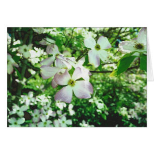 Cartão Primavera Dogwood