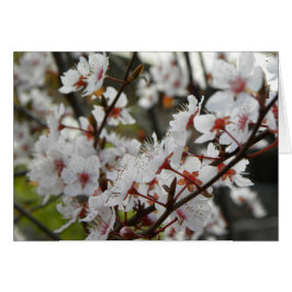 Cartão Primavera em Canberra