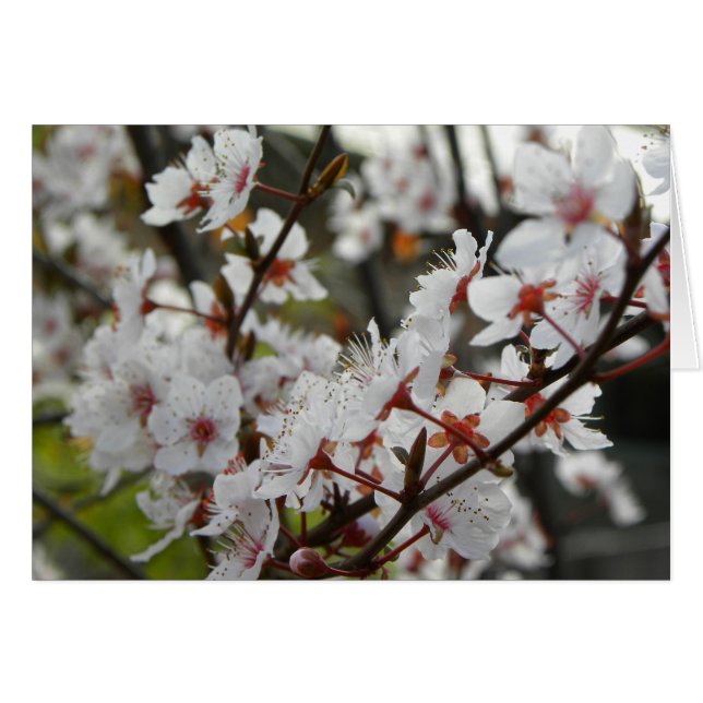 Cartão Primavera em Canberra (Frente Horizontal)