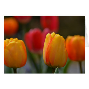 Cartão Primavera em cores