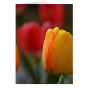 Cartão Primavera em cores