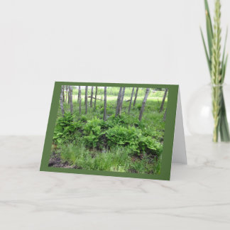 Cartão Primavera Ferns Na Placa De Nota Do Vazio De Wisco