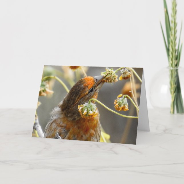 Cartão Primavera House Finch Notecard (Frente)