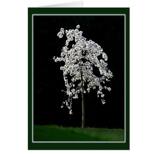 Cartão Primavera In Bloom (Frente)