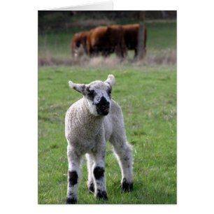 Cartão Primavera Lamb