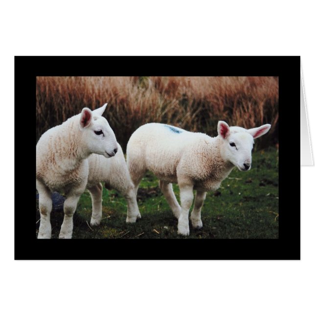 Cartão Primavera Lamb (Frente Horizontal)