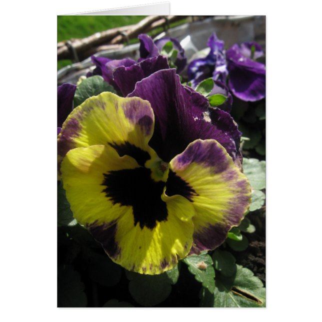 Cartão Primavera Pansy (Frente)